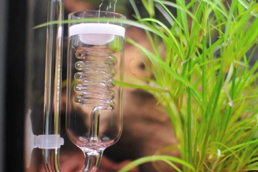 Best CO2 Diffuser for Your Aquarium