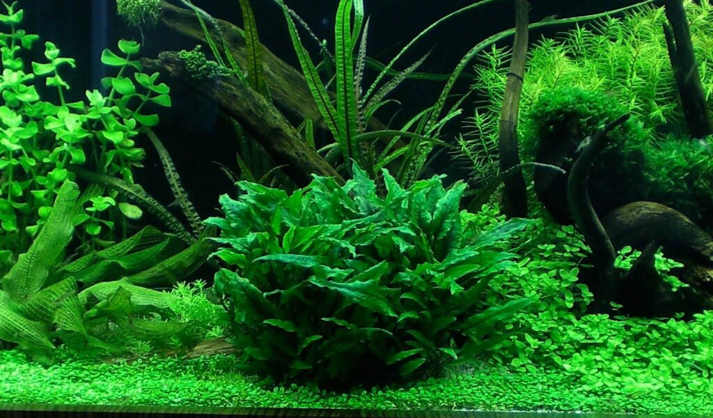 Low Light Aquarium Plants