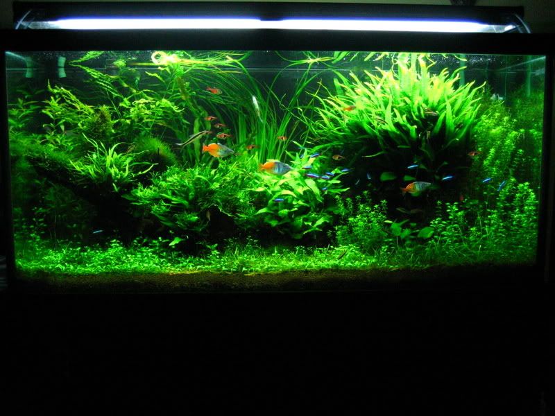 Java Fern Species, Planting, Growth, and Care FishLab