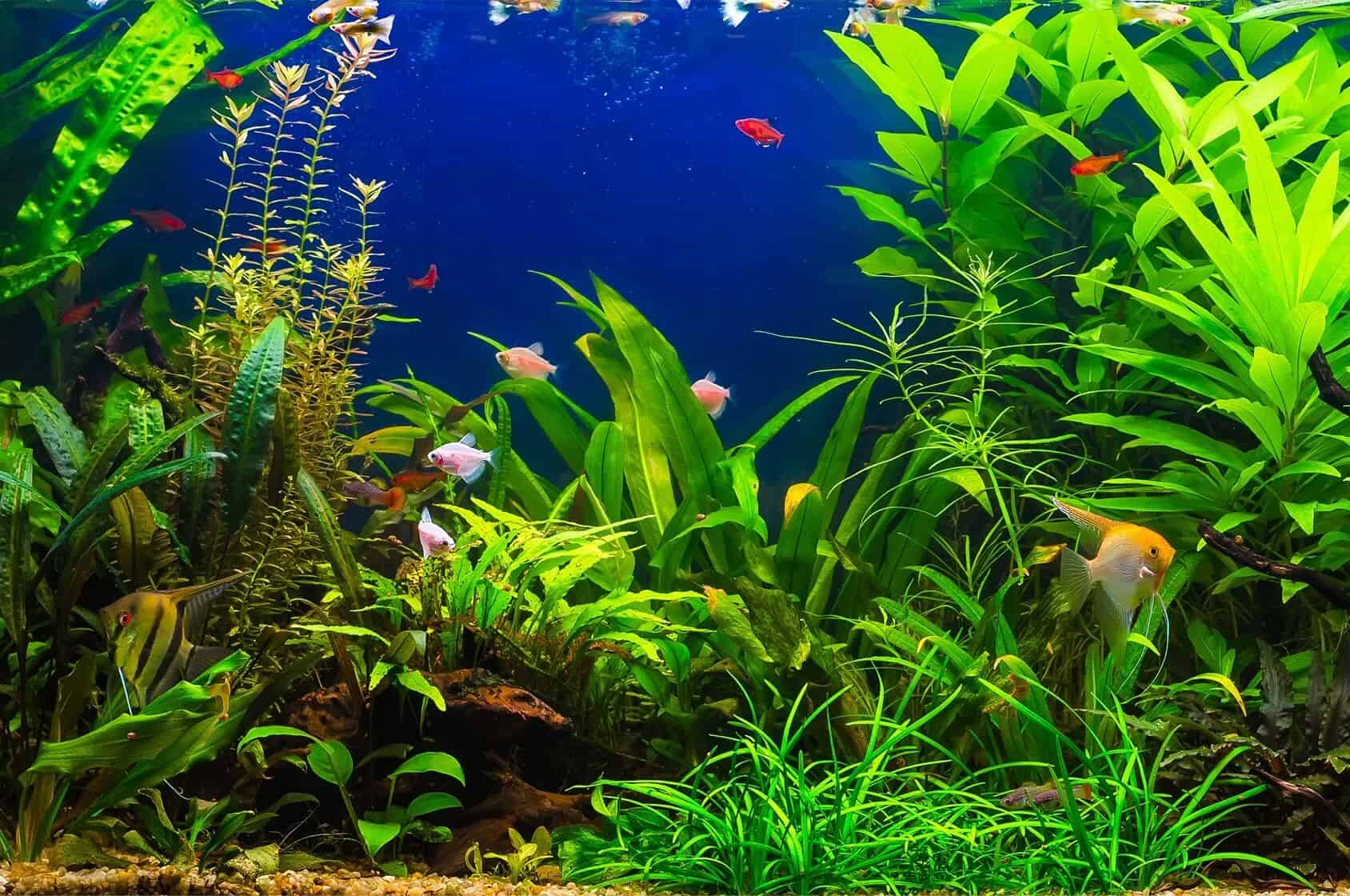 Low Light Aquarium Plants