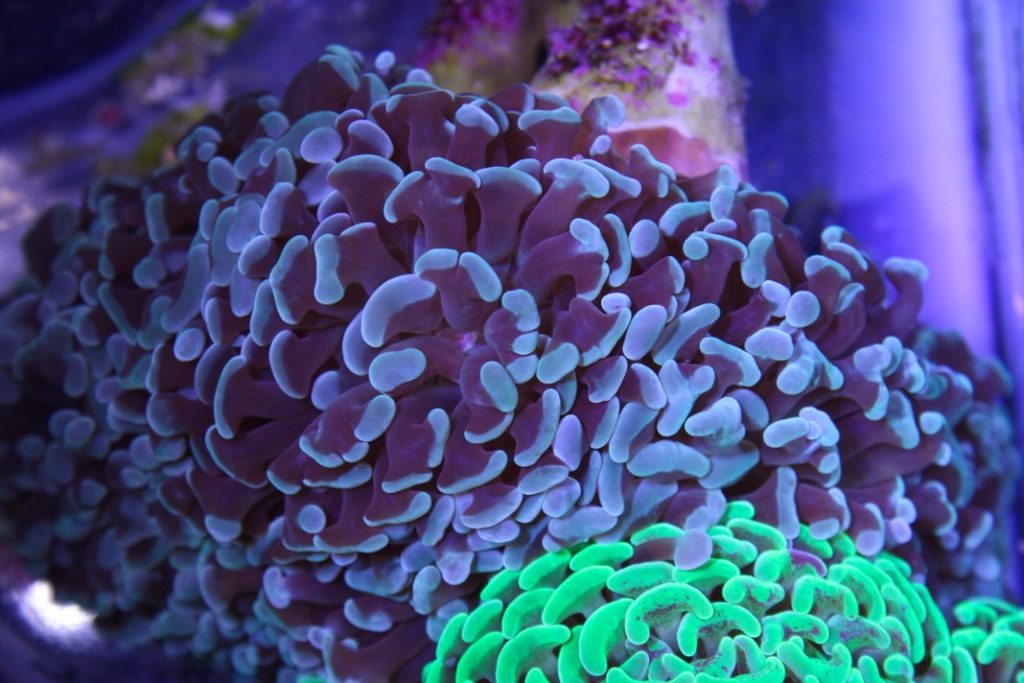 Hammer Coral Why Should You Get One For Your Aquarium