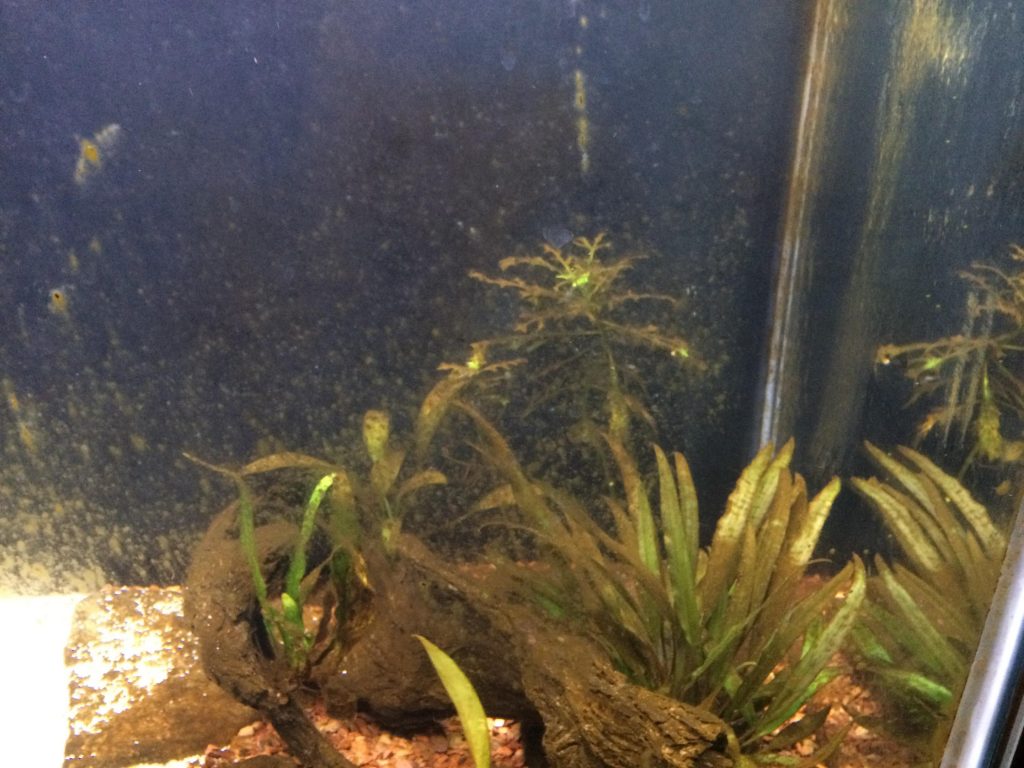 Black Algae Aquarium
