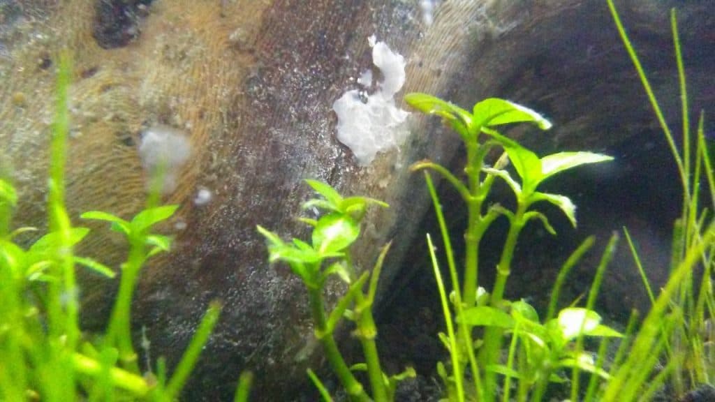 White Algae in An Aquarium Causes & How to Get Rid