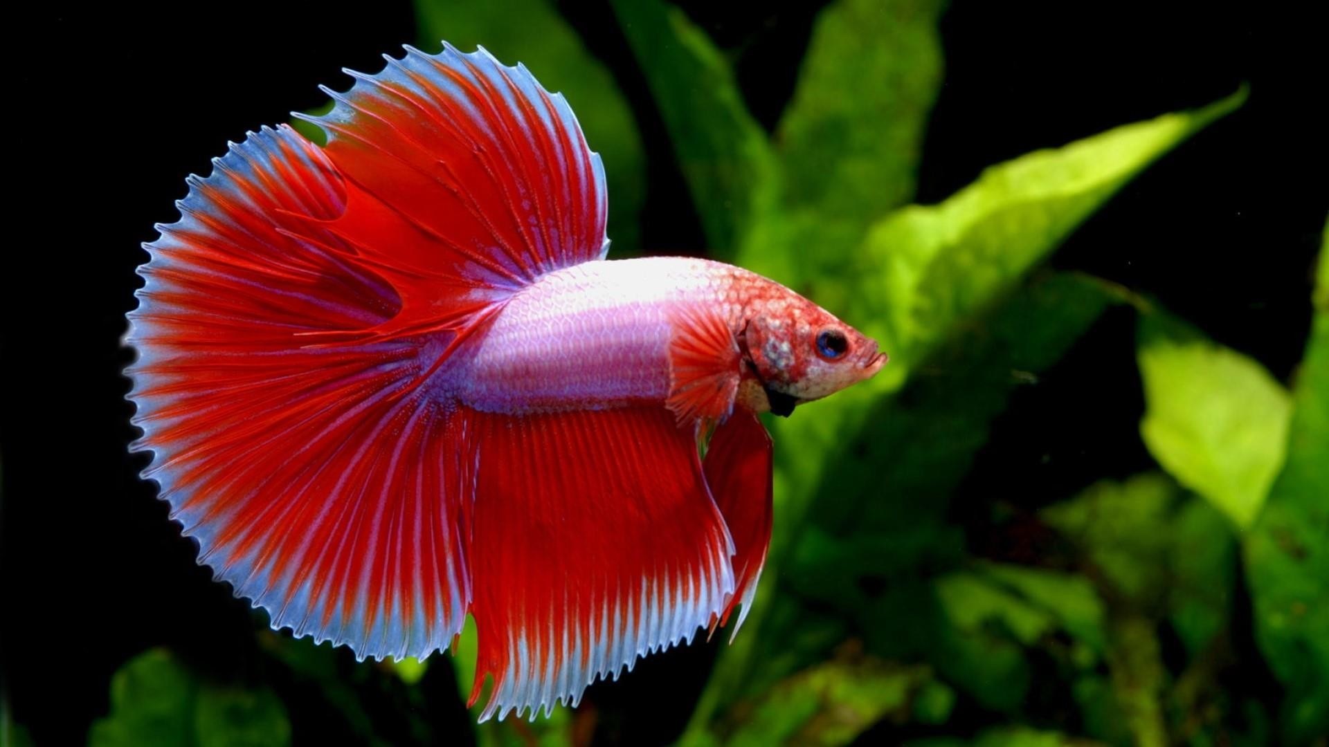 Types of Betta Fish (Which is the Perfect One for You?)