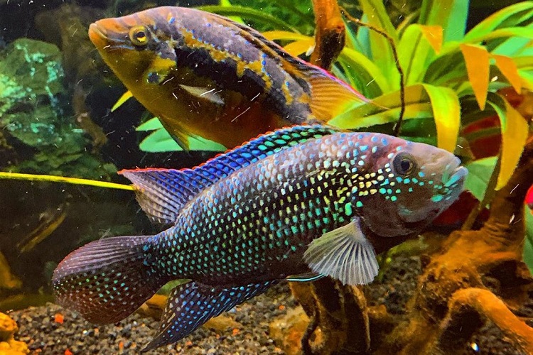 Jack Dempsey Fish (Cichlid) Care Guide