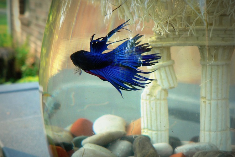 Baby Betta Fish Growth