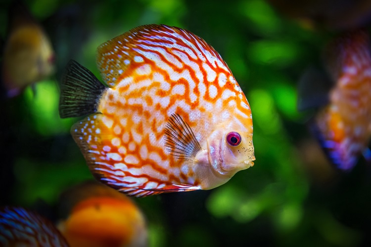 Top 23 Most Colorful Freshwater Fish for Your Aquarium
