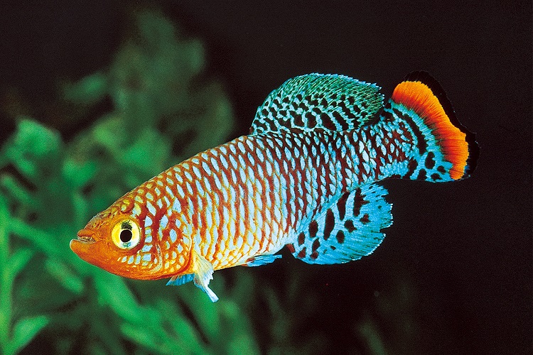 23 Colorful Freshwater Fish For Every Fish Tank FishLab