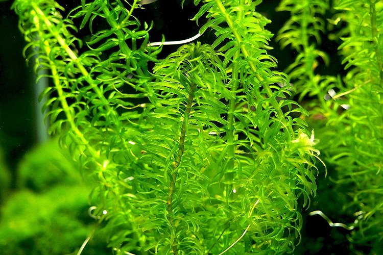 20 Best Plants For Betta Fish