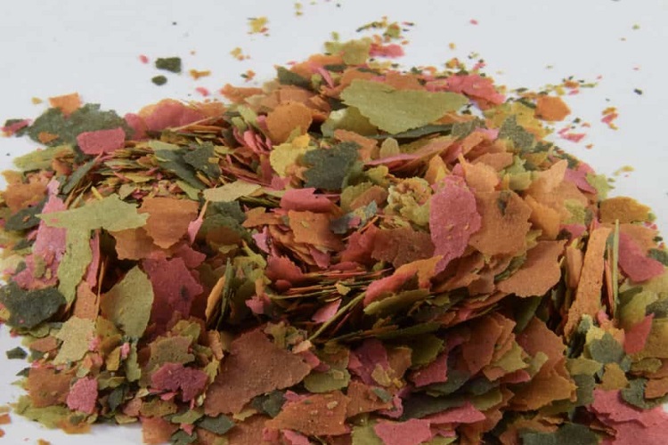 Best Betta Fish Food in 2024