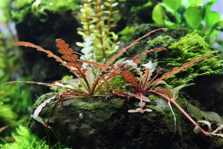 20 Best Plants For Betta Fish