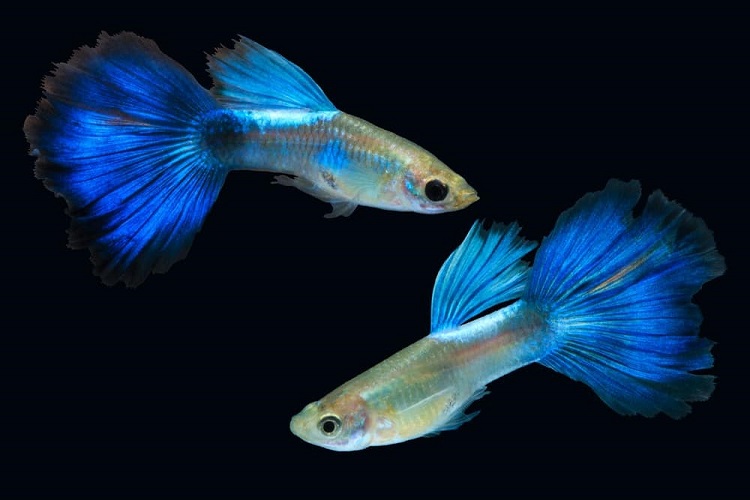 55 Different Types of Guppies (With Pics!) EUVietnam
