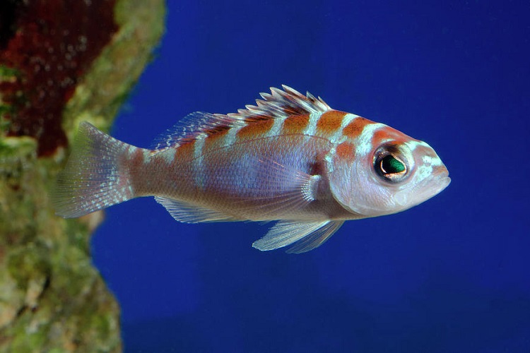12 Best Saltwater Fish for Beginners