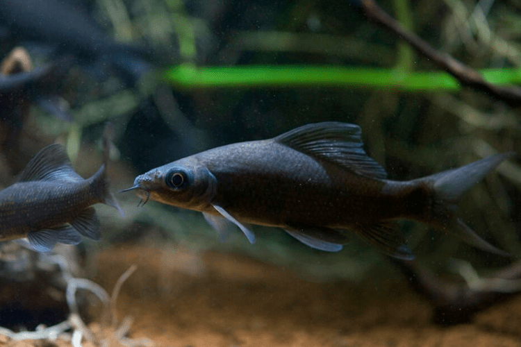 Best Sharks for Fish Tanks Top 12 Species for Your Aquarium