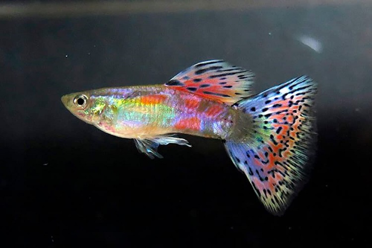 55 Different Types of Guppies (With Pics!) EUVietnam