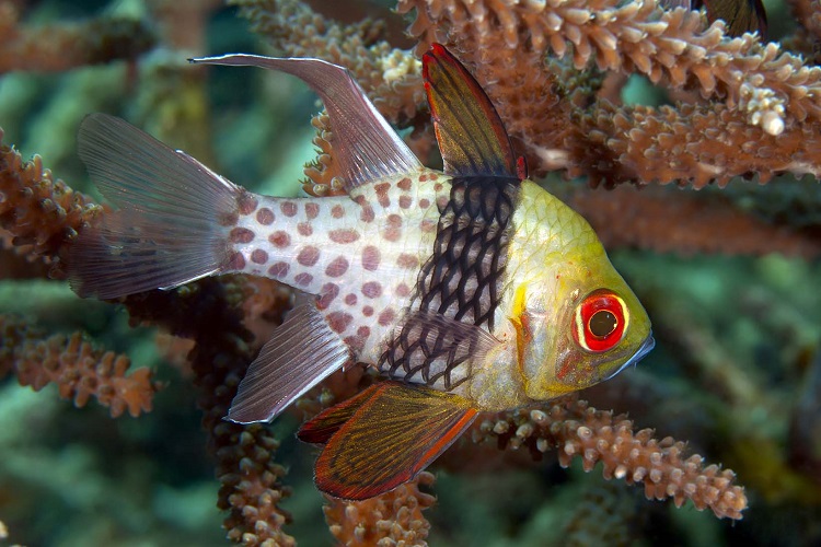 12 Best Saltwater Fish for Beginners