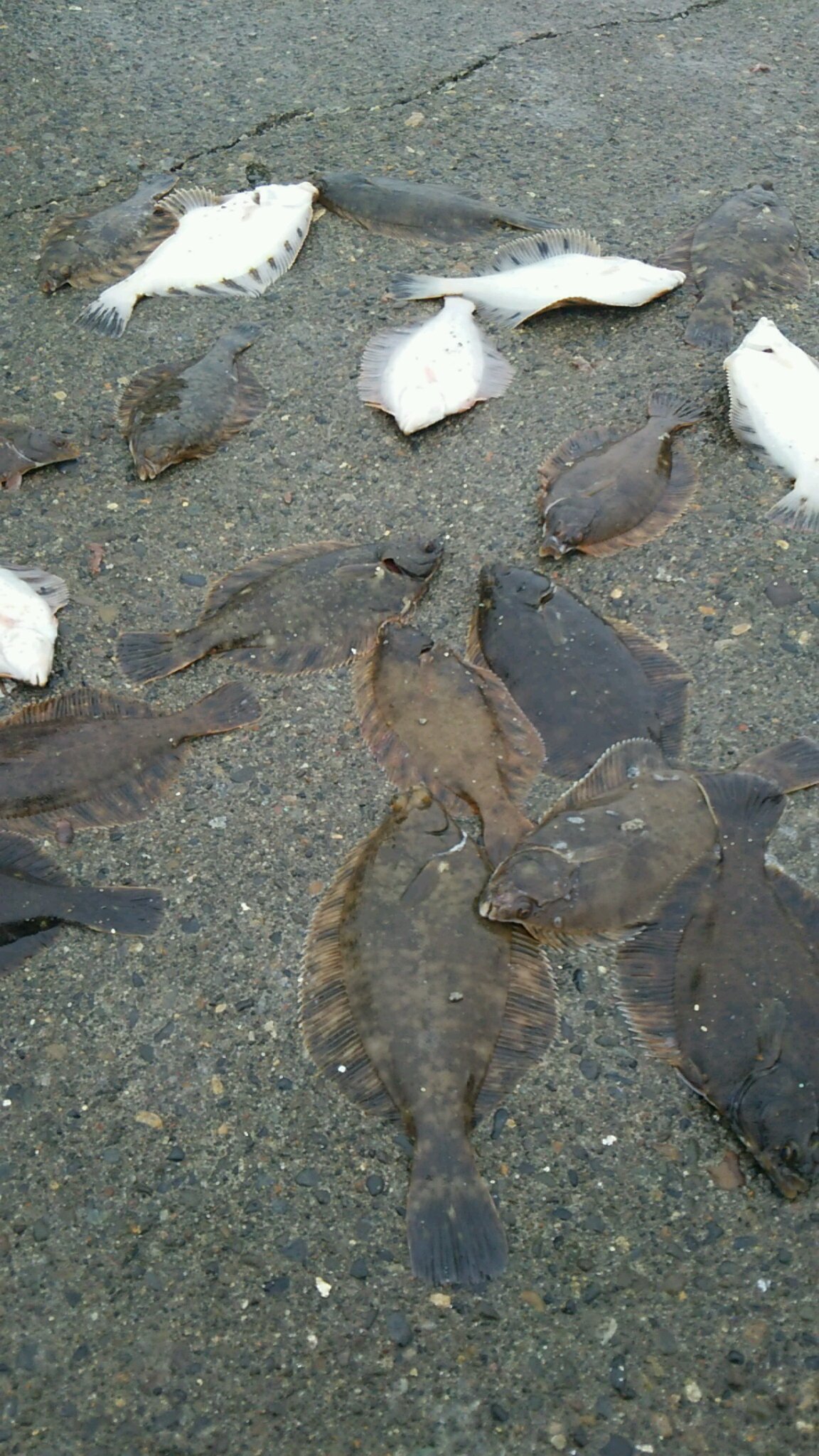 栄浦漁港のカレイ釣り絶好調♪ FISHLAND