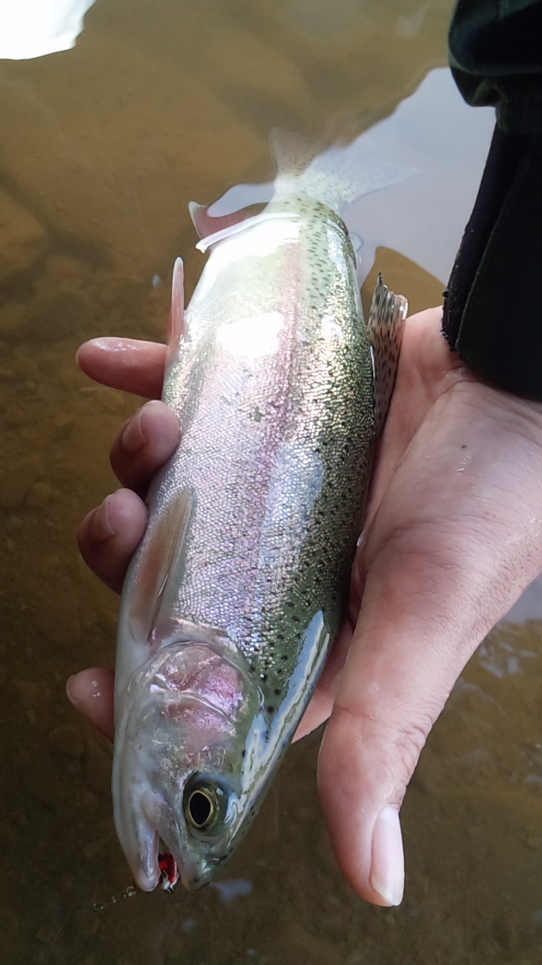 庶路ダム ニジマス FISHLAND