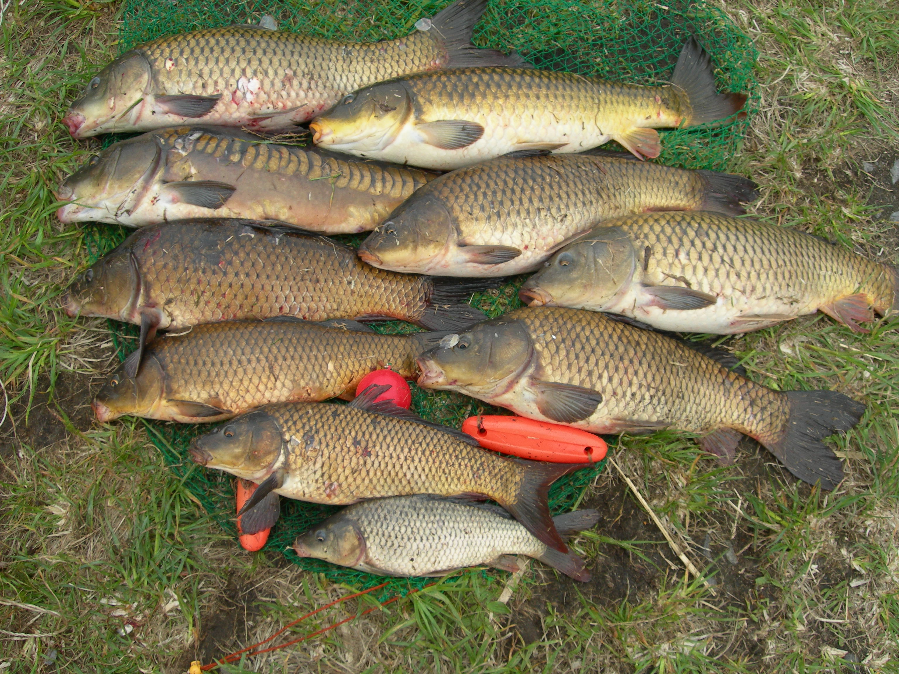 茨戸川 コイ・ナマズ・ライギョ 淡水絶好調！！ FISHLAND