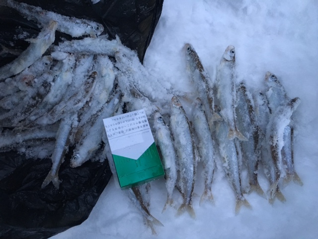 1/9 留萌港でチカ釣り！ FISHLAND