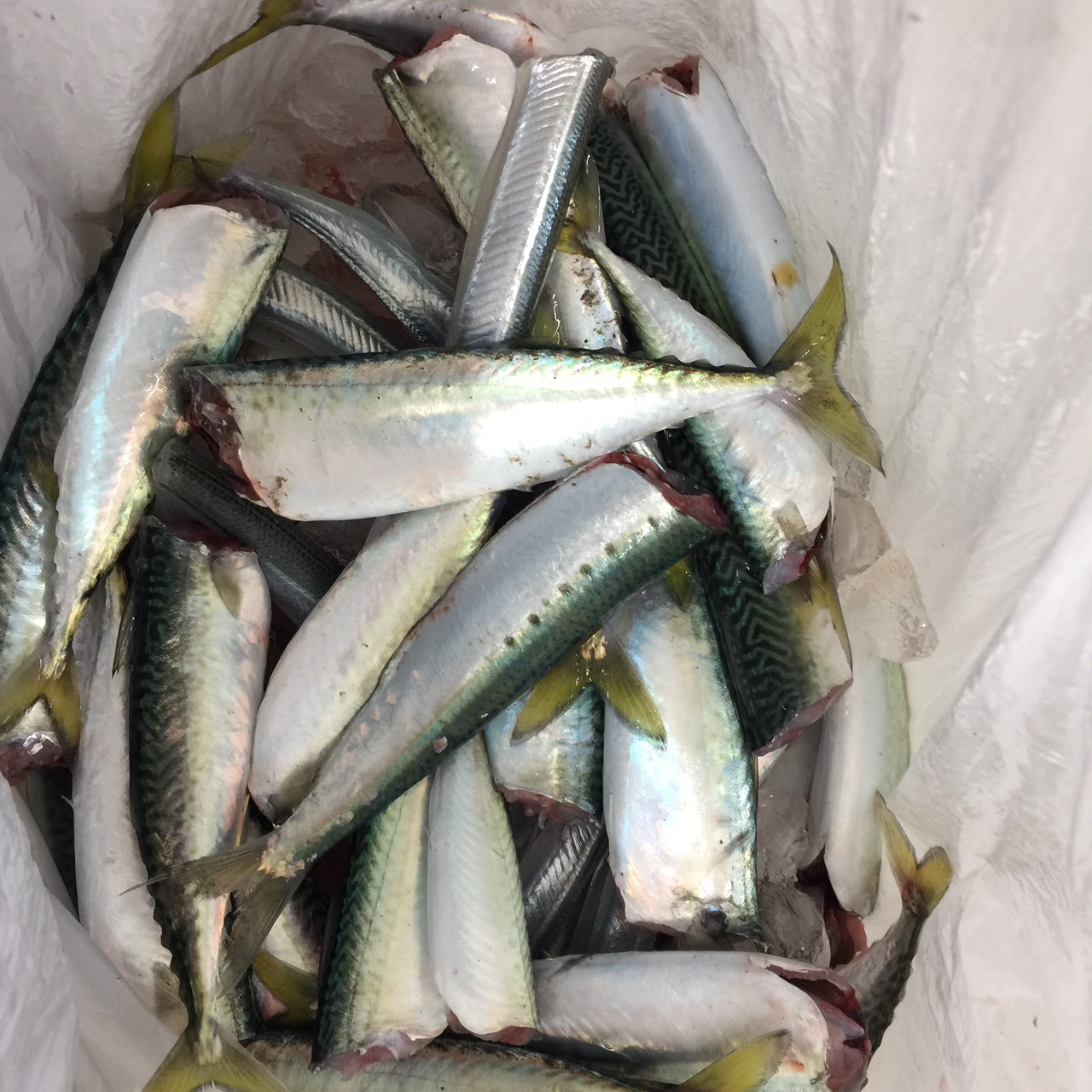 苫小牧東港で良型サバGET！ FISHLAND