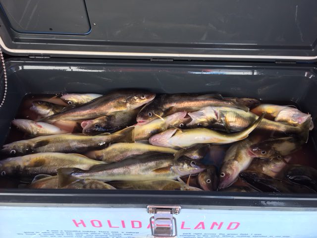 網走 能取（卯原内）漁港でコマイ釣れています！ FISHLAND