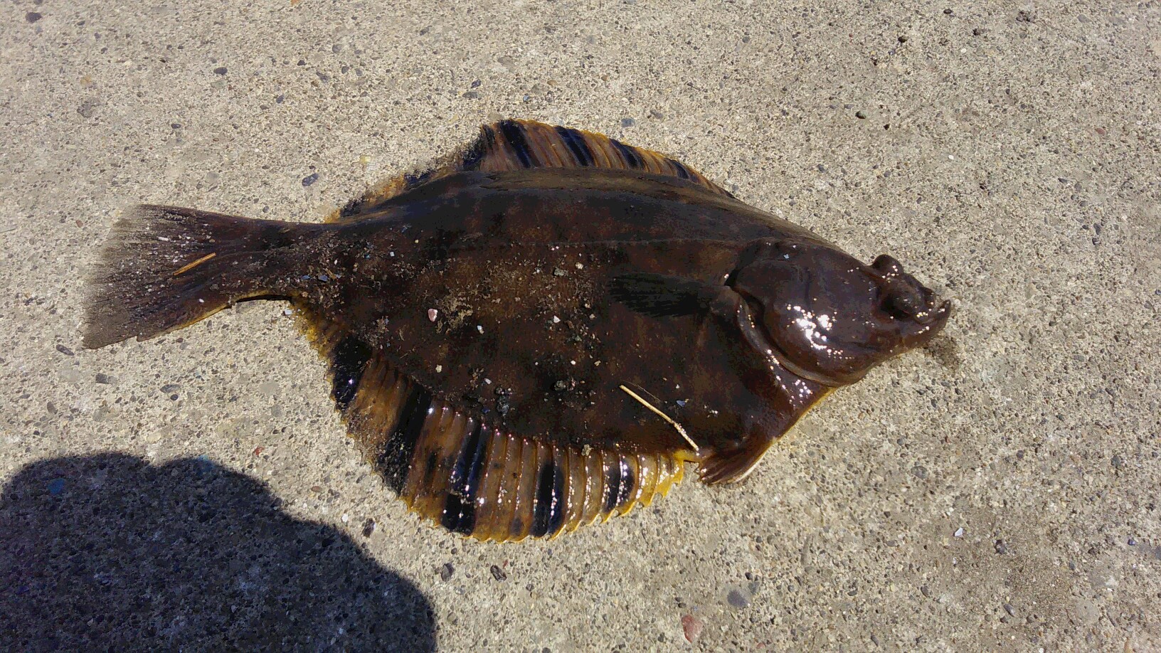 サロマ栄浦漁港のカレイ釣果情報 FISHLAND