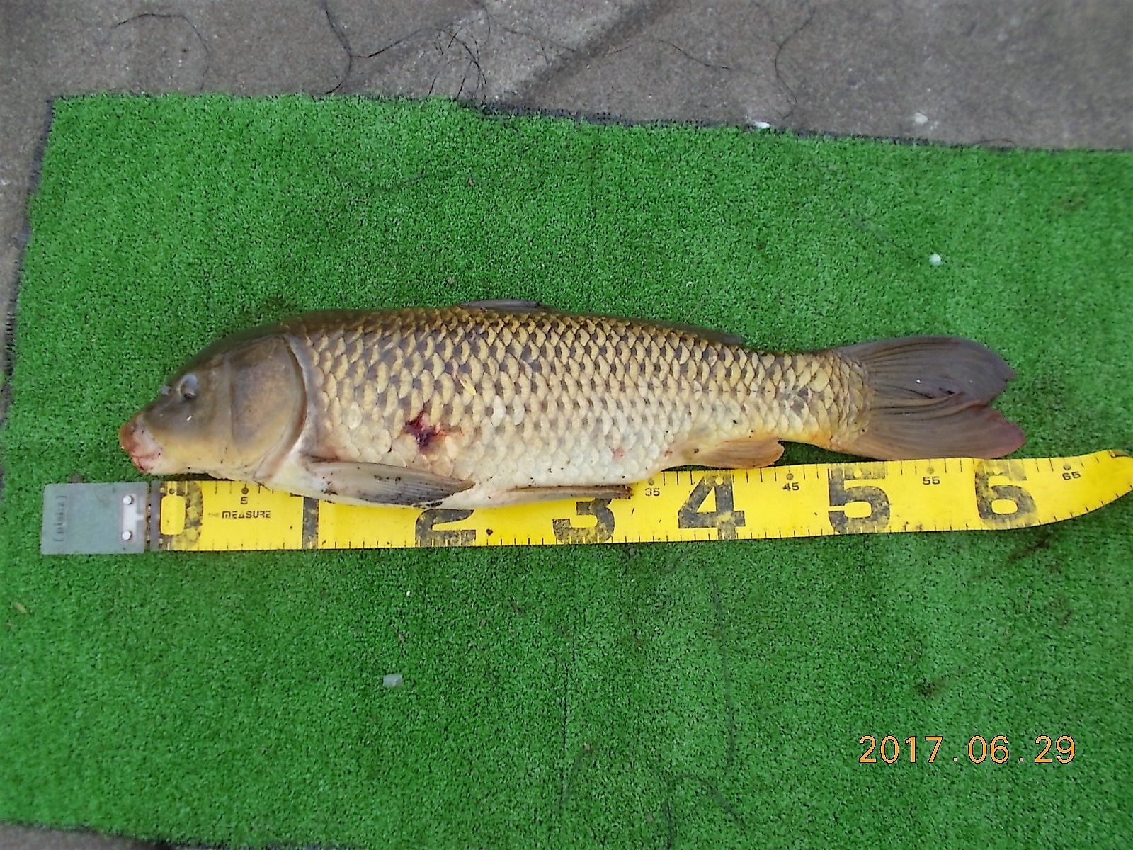 茨戸川の鯉釣り情報！ FISHLAND