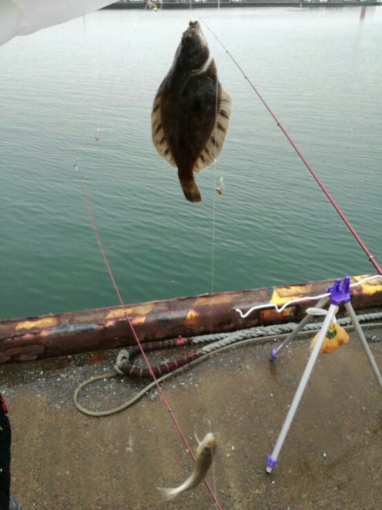 沙留コマイ釣り FISHLAND