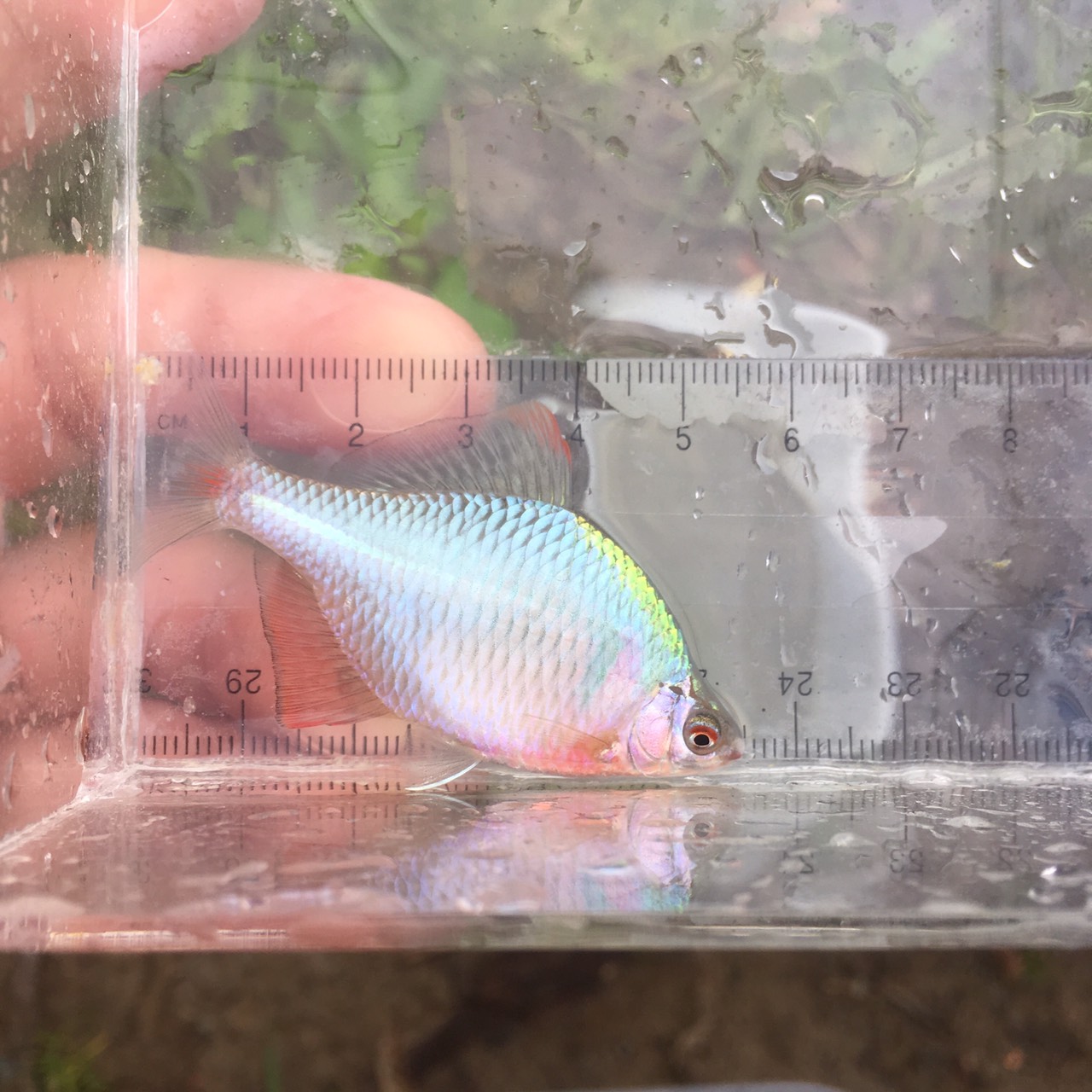 南幌親水公園 タナゴ釣り！ FISHLAND