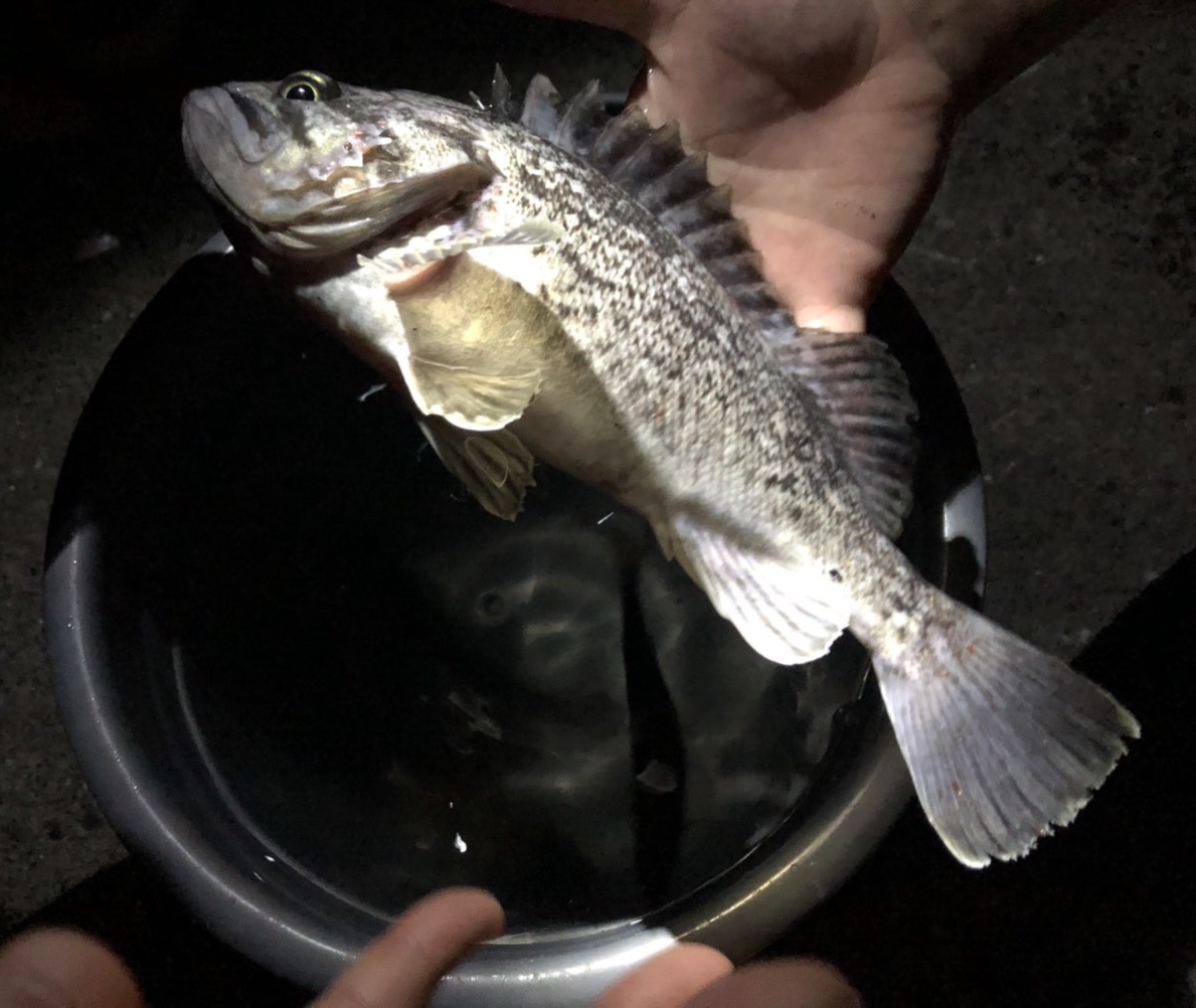 √ パワーイソメ 釣れる 114941パワーイソメ 釣れる Josspixyfyg