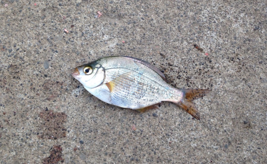 サビキで釣れる魚 写真 178883サビキで釣れる魚 写真
