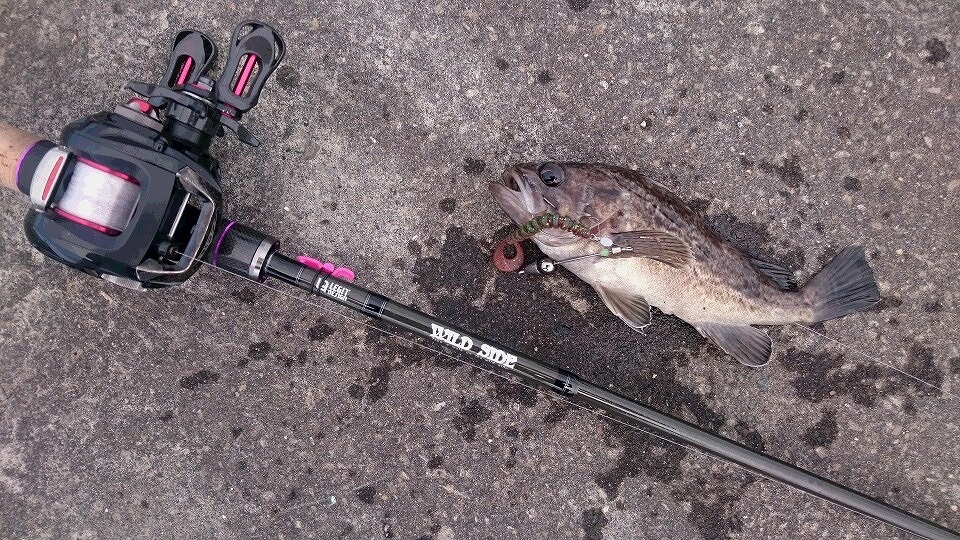 小平～羽幌間港ランガン ロックフィッシュ 2019年8月11日 FISHLAND