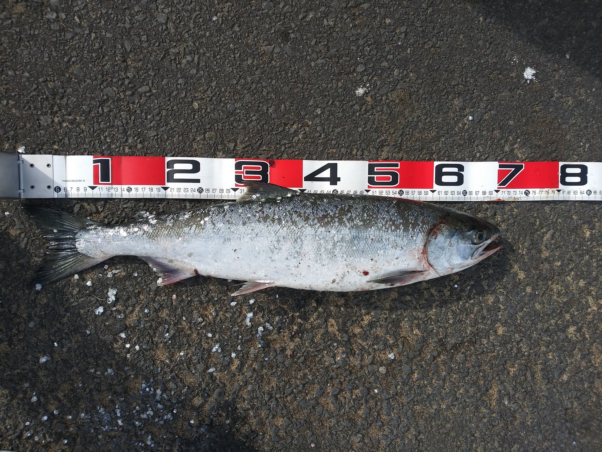 西港アキアジ釣行③ FISHLAND