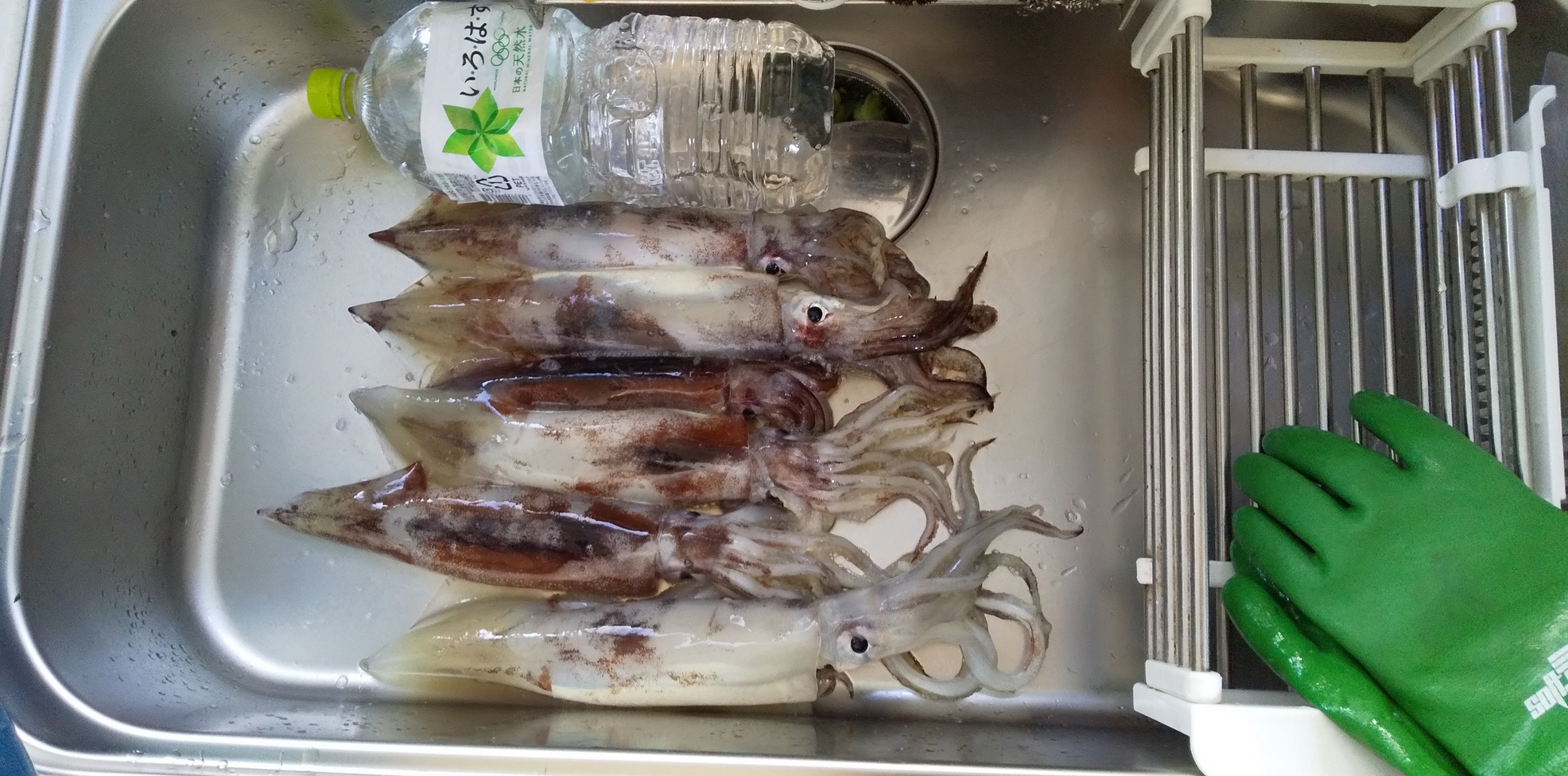 函館山沖船イカ情報 9/20（日）、9/21（月） FISHLAND
