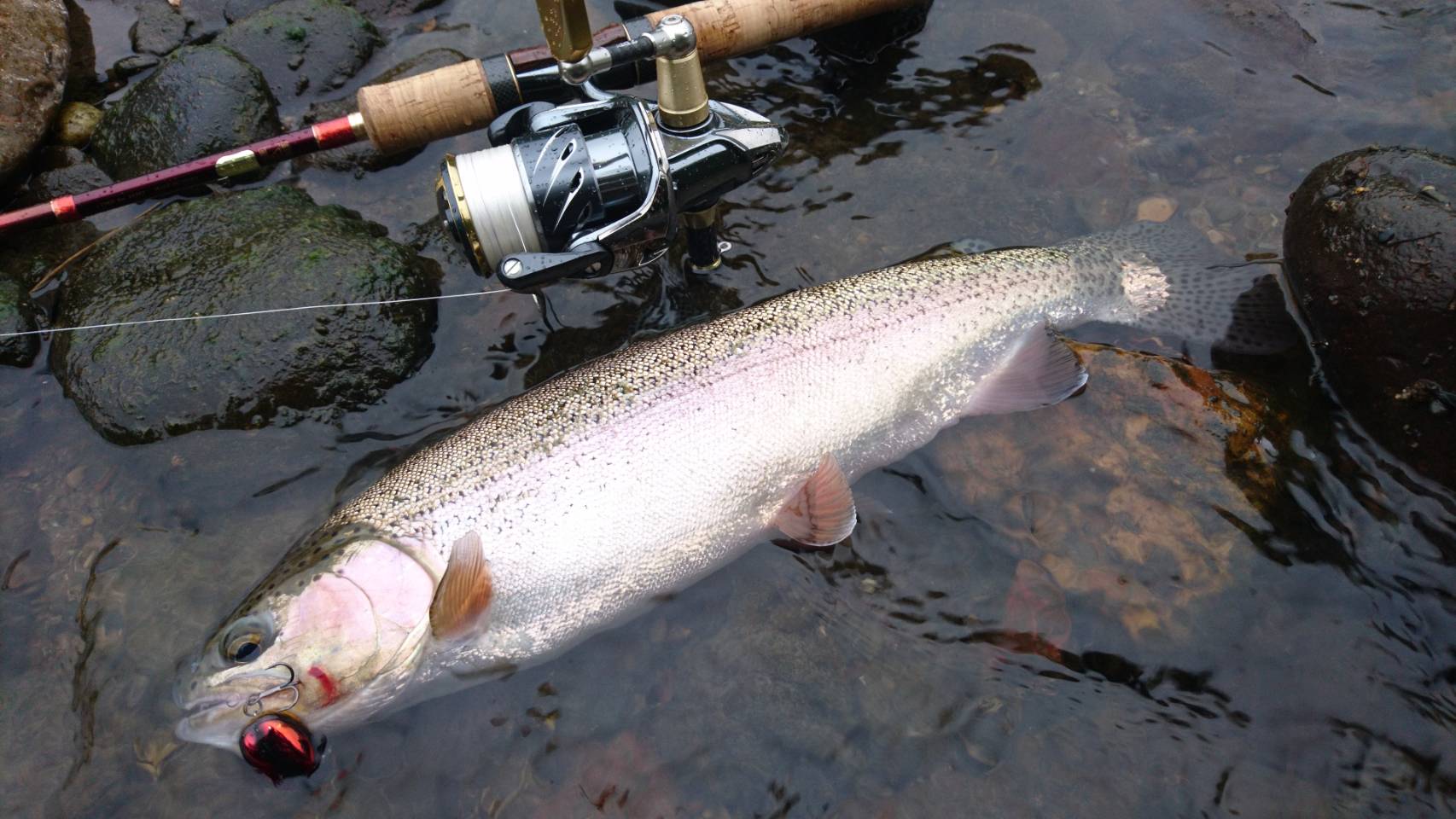 コレクション ニジマス 餌釣り リール 290814ニジマス 餌釣り リール Jozirasutowevm
