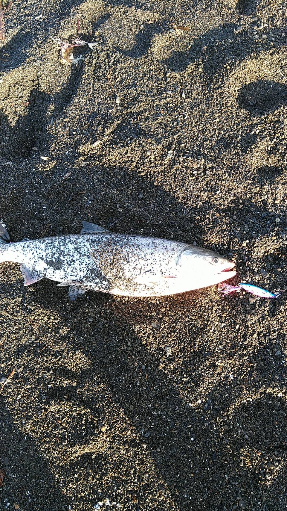 釣果情報 FISHLAND ページ 3