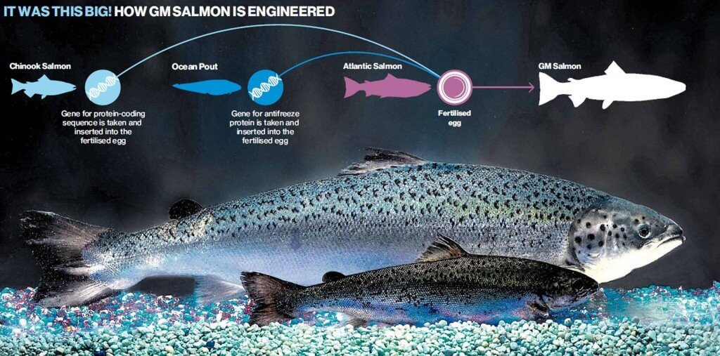 What Should We Think About Modified Salmon?
