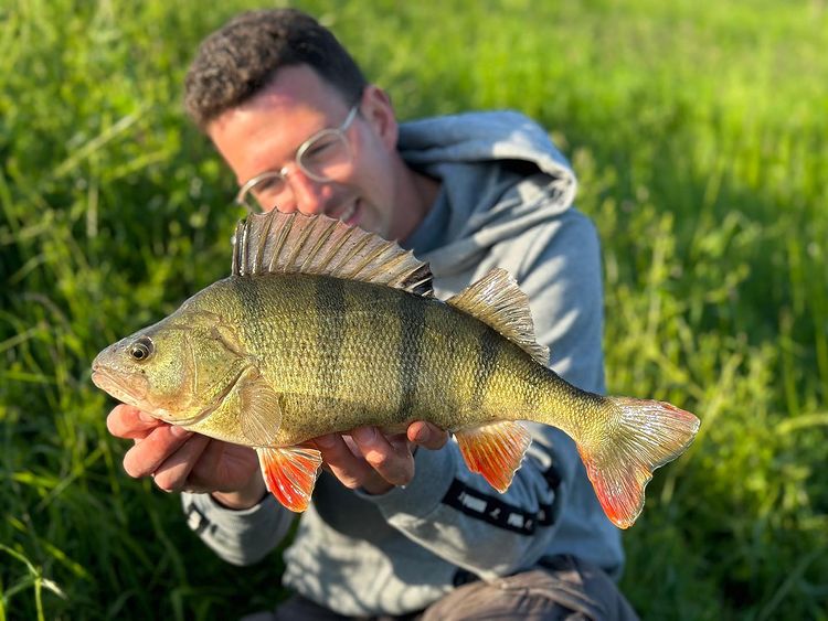 Best Perch Fishing Uk at Cynthia Mata blog