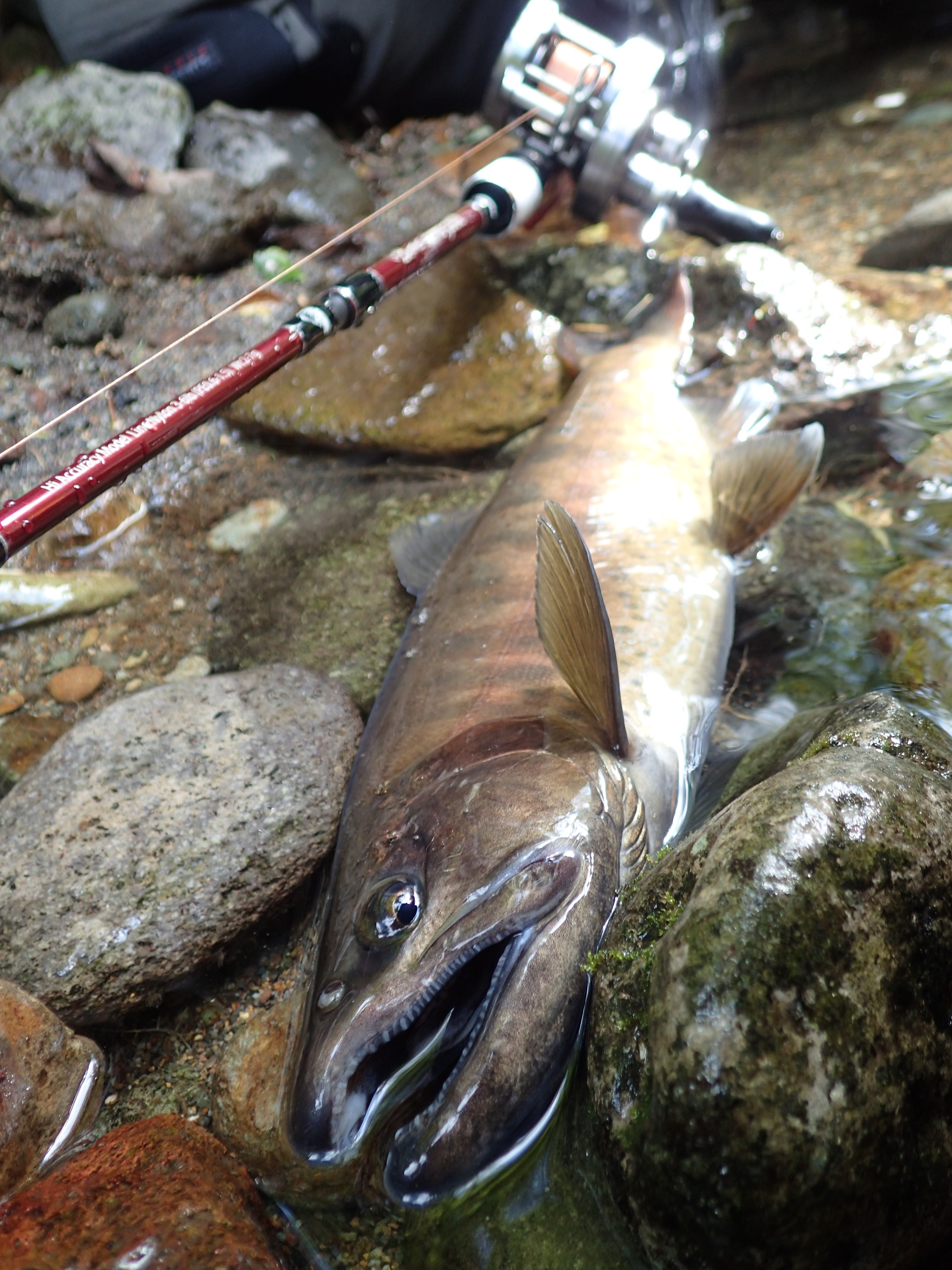 ヤマメを狙いに山奥の渓へ。 Fishman公式ブログ