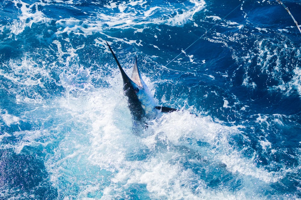 Can You Eat Marlin and How Does it Taste?