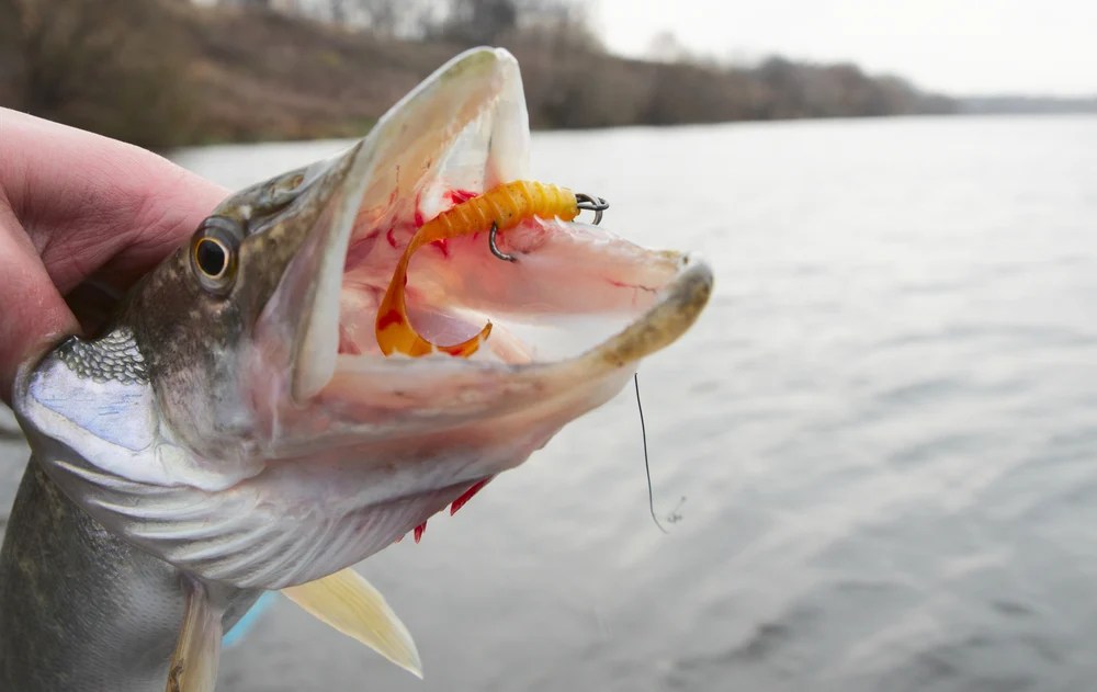 Northern Pike Teeth Things You Need to Know