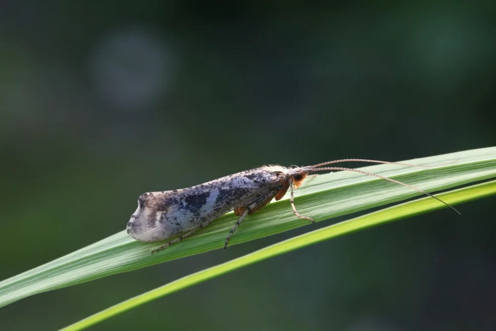 Tennessee Fly Hatch Chart A Comprehensive Guide for Anglers