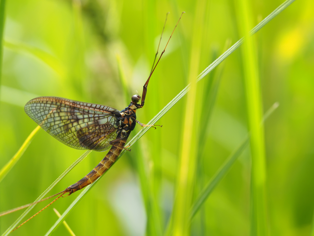 Virginia Fly Hatch Chart Essential Guide for Anglers
