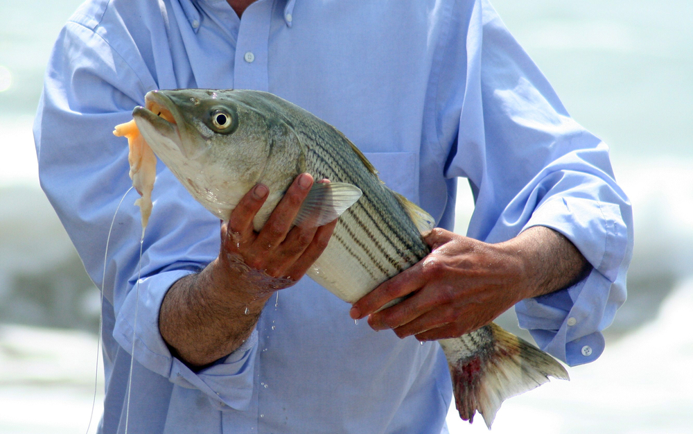 What Do Striped Bass Eat?