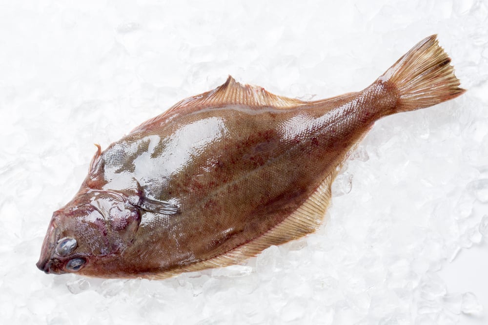 10 Types of Flatfish to Catch in the Ocean