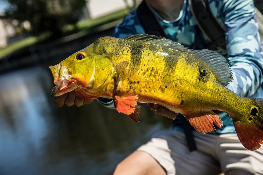 Can You Eat Peacock Bass?