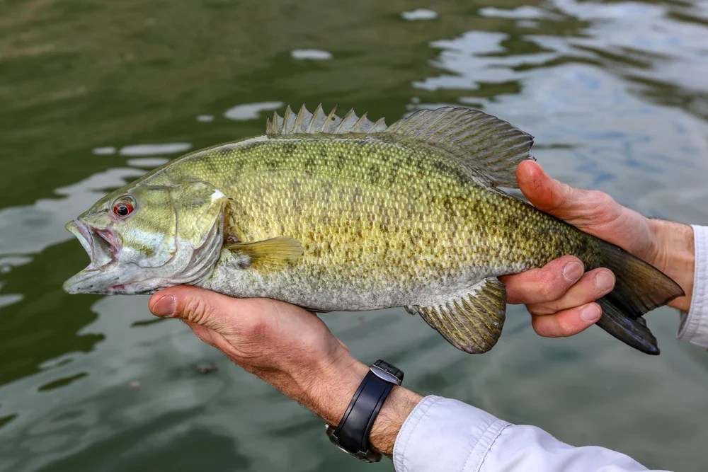 Can You Eat Smallmouth Bass?