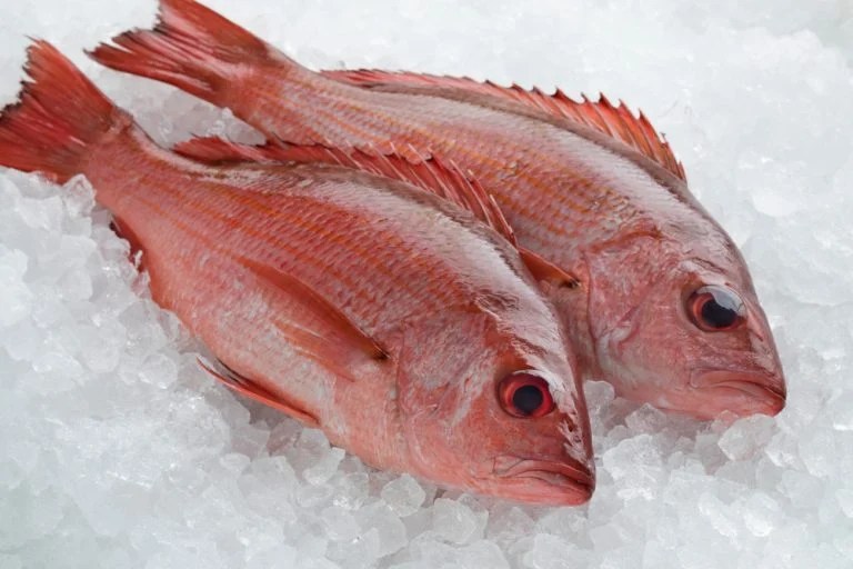 Red Snapper vs Vermillion How to Tell the Difference