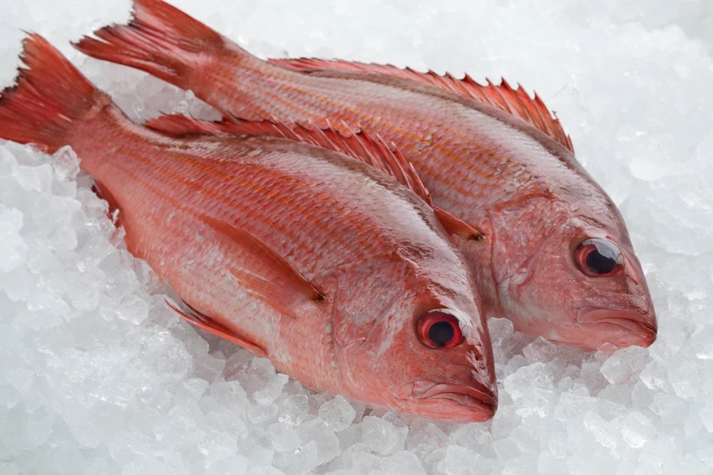 Red Snapper vs Vermillion How to Tell the Difference